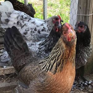 Meet your Posher, Patricia